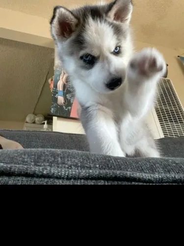 Husky Siberiano - Um Amigo Para A Vida
