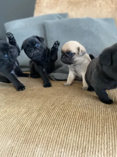 FILHOTES PUG