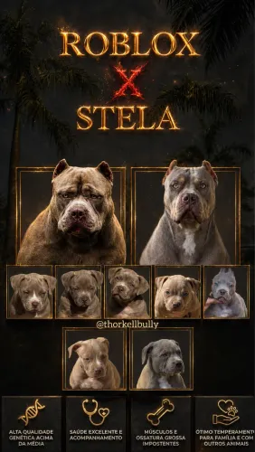 CACHORRO PIT MONSTER 