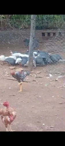 Galinha coca