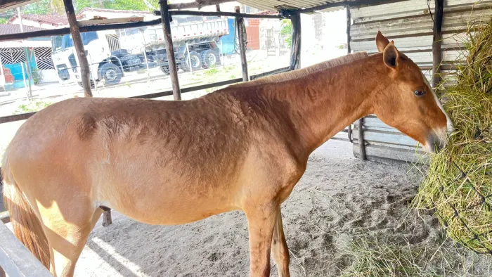 Cavalo de 1 ano e 5 meses