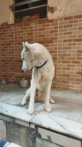 Doação de Husky Siberiano