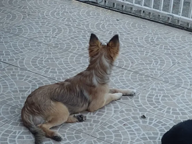 Pastor alemão macho e fêmea 