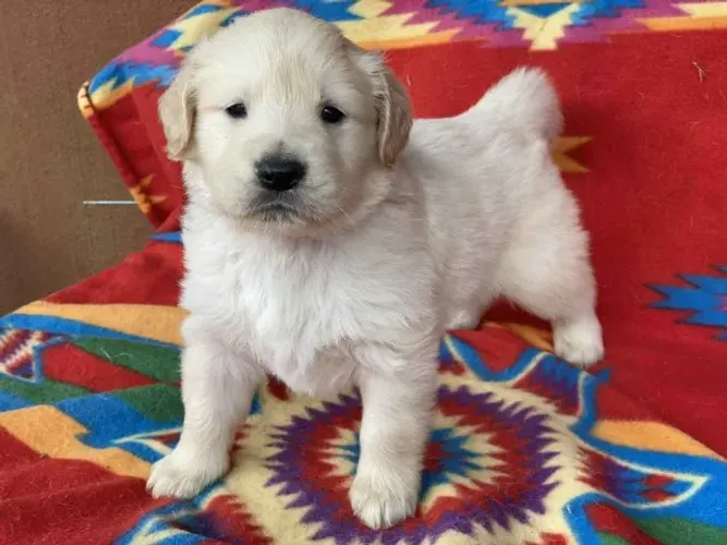 Filhotes de Golden Retriever | Mais carinho para sua rotina.