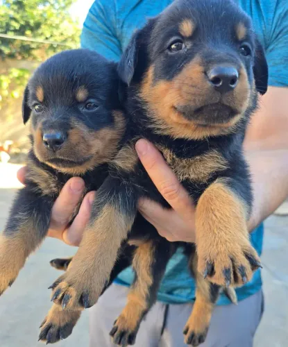 Filhote fêmea rottweiler