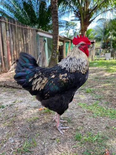 Galão e galinha Balão (GSB)