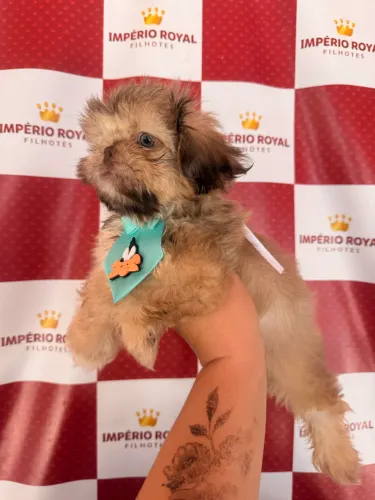 Shihtzu Lindo Machinho Exótico! Olhos Verdes