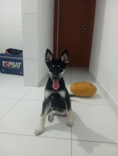 Husky com pastor alemão fêmea 