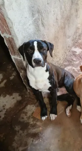 Doação Cachorro Dócil