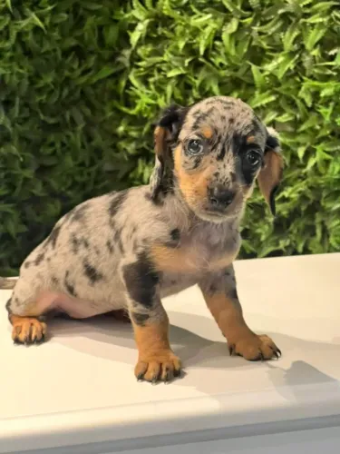 dachshund