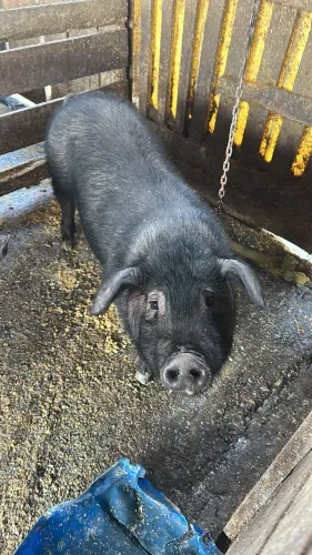 Porco tratado no milho