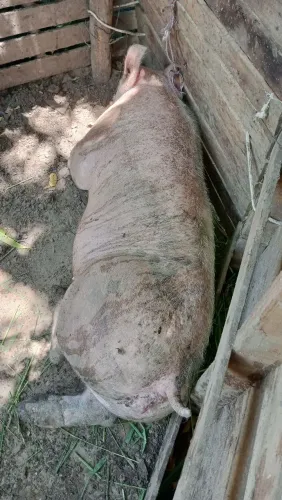 Porco