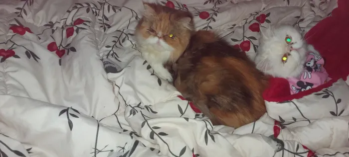 Gata Persa 
