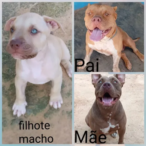 Filhote de Pit Monster com pedigree disponível 