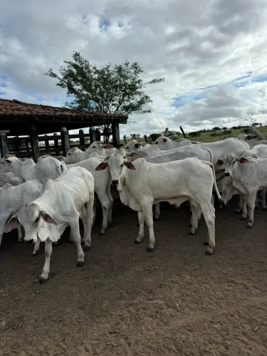 Lote de bezerros a venda!