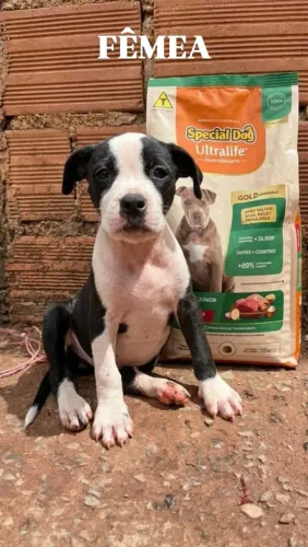 Filhotes de Pitbull