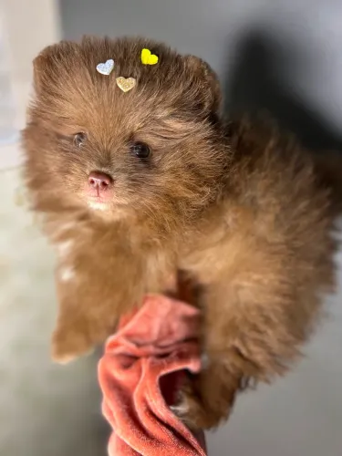 Lulu da pomerania macho chocolate olhos verdes