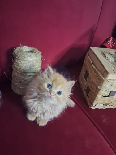 Gato persa origem imperial.