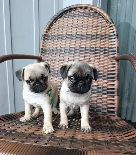 Pug mini macho