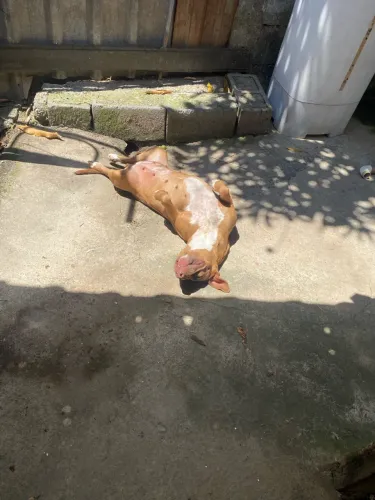 Doa-se mistura de pitbulls