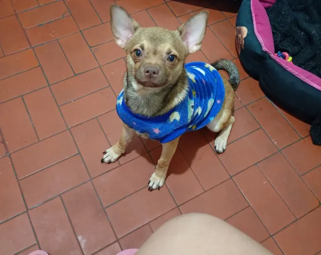 Chihuahua 