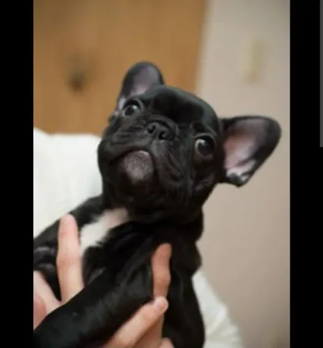 Fêmea Bulldog Francês