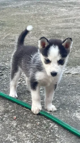 Filhote de husky