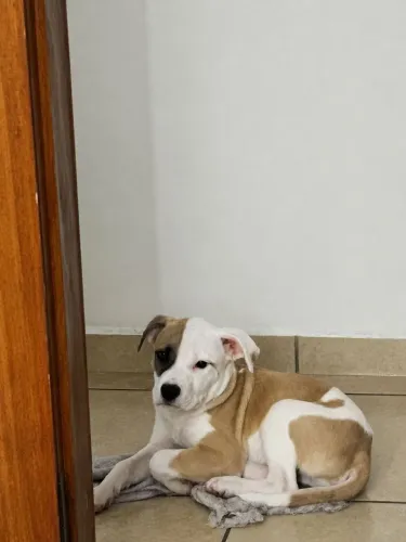 American Bully Standard <br>nasceu dia 21 de Abril<br>já vermifugado <br>e sem vacina