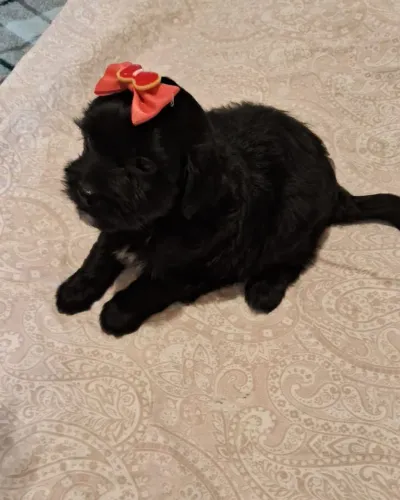 Lhasa Apso Mimi Fêmea 
