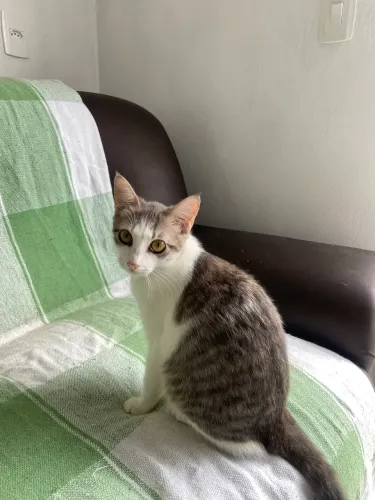 Gatinha pra adoção 