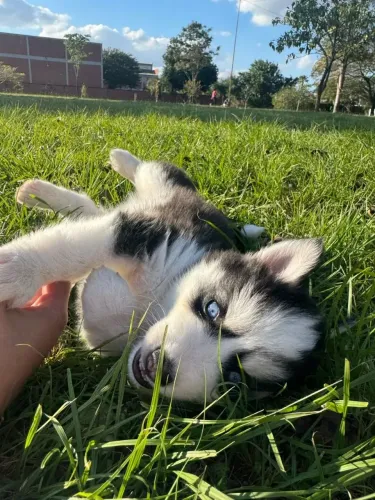 Husky Um filhote que vale a pena conhecer e levar pra casa
