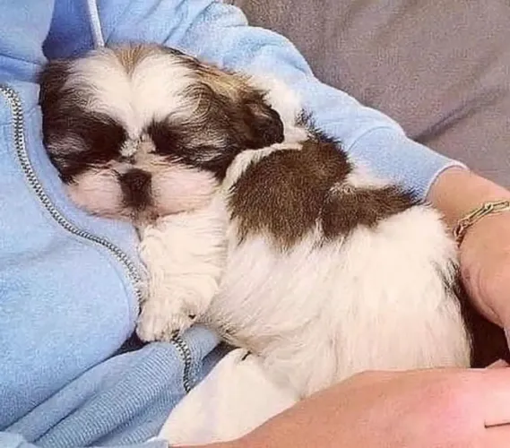 Shih tzu - elegância e amor à família vai amar 