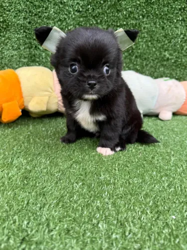 Chihuahua micro 