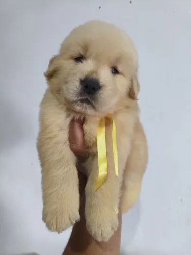 Golden -Disponibilidade atual