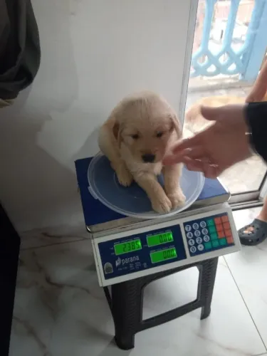 Lindos filhotes de Golden Retriever