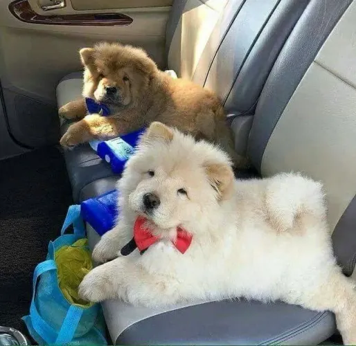 Filhotes De Chow Chow - Amor Peludo Esperando Por Você!
