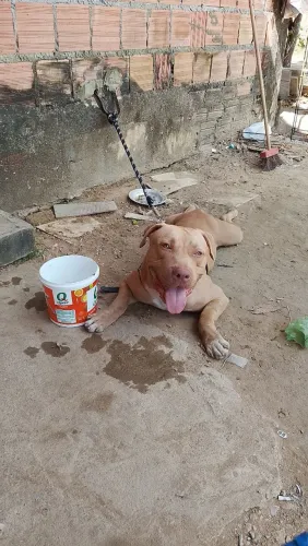 Vende se um Pit Bull