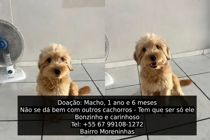 doação macho 
