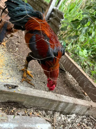 Galo índio 