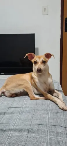 Cadela para adoção