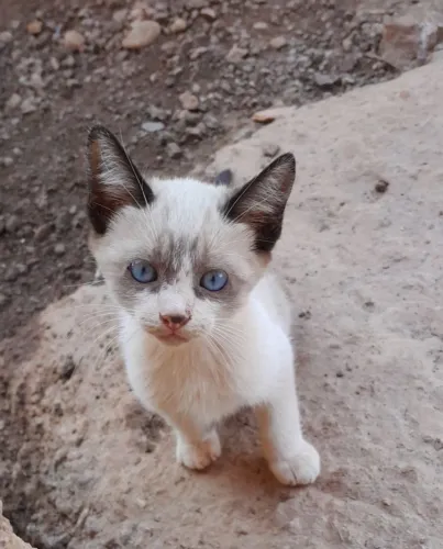 Gatinho para doação