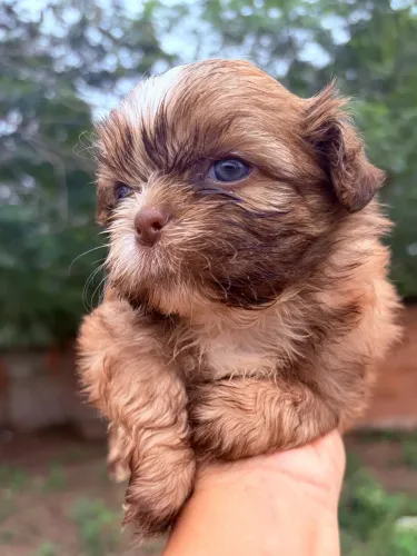 Shihtzu fêmea