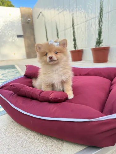 Cachorrinhos