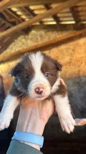 Boder collie 