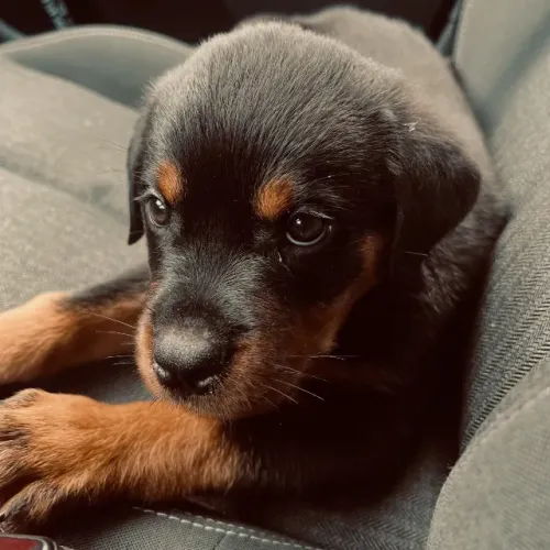 Filhote de rottweiler