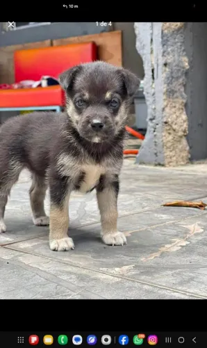 Filhote de husky siberiano