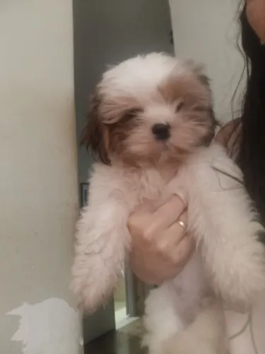 Filhote Shih Tzu Macho