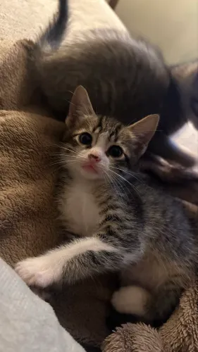 Adoção de gatos filhotes