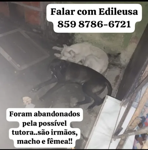 Dois irmãos para adoção tem em torno de 6 a 7 meses