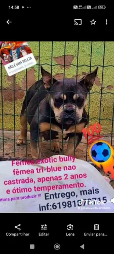 Exotic Bully fêmea tri BLUE 